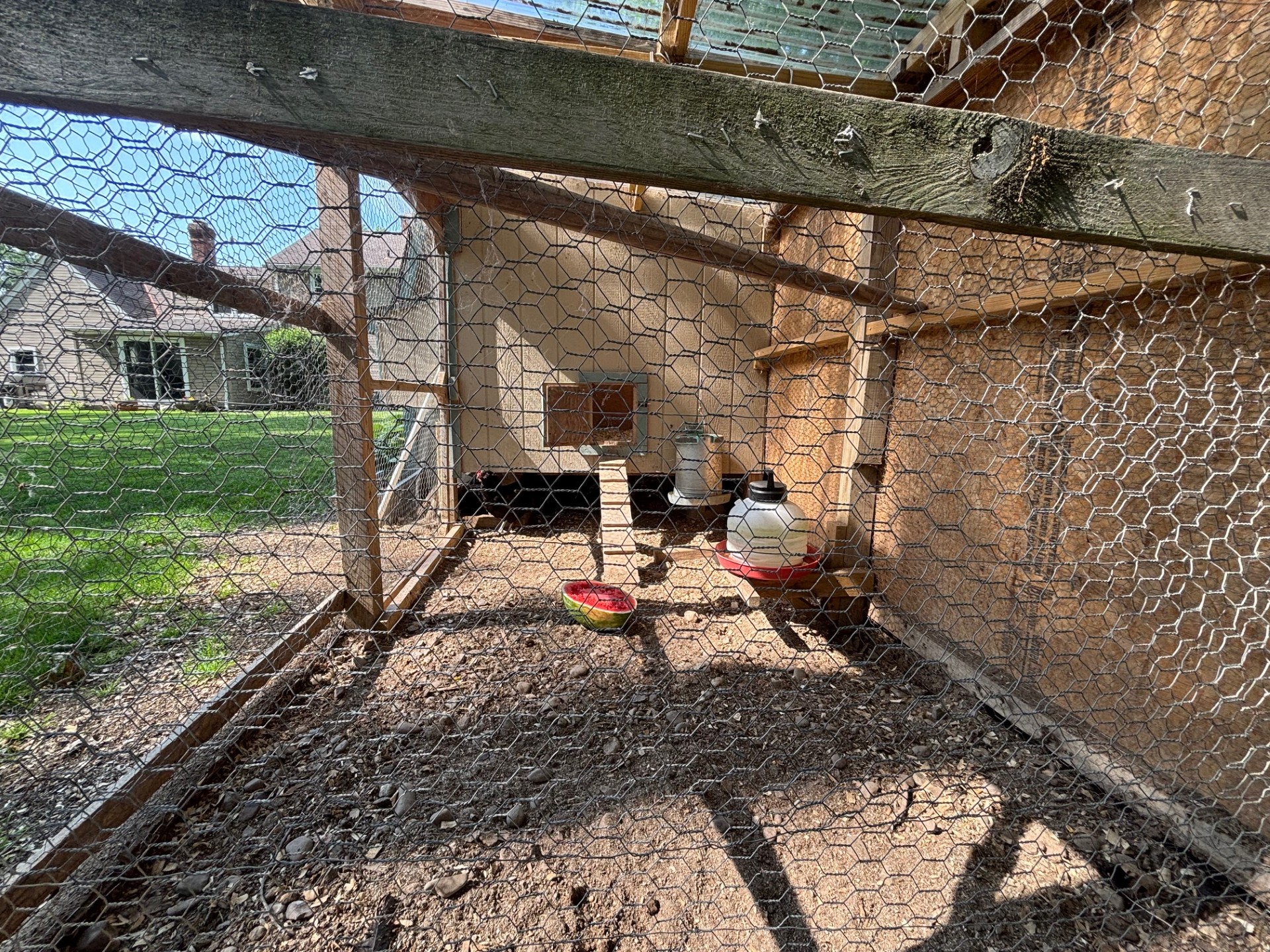 Backyard chicken coop